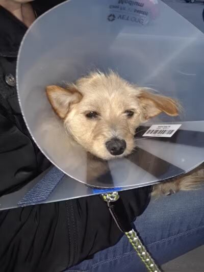 The Paws Clinic - Taylor,