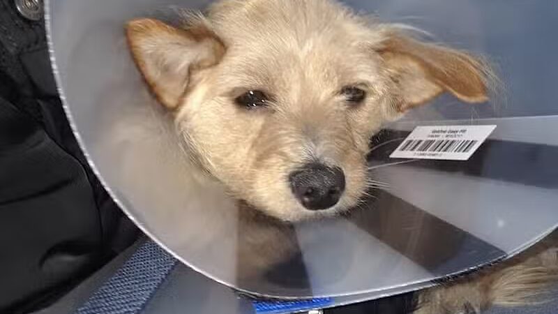 The Paws Clinic - Taylor,