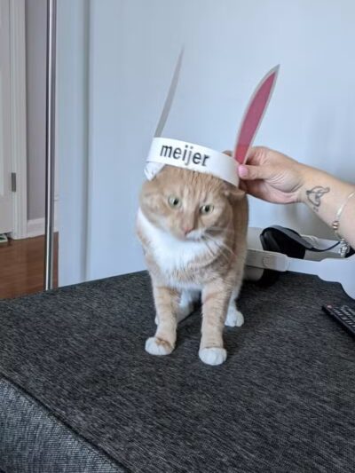 The Paws Clinic - Taylor,