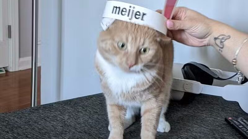 The Paws Clinic - Taylor,