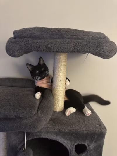 The Paws Clinic - Taylor,