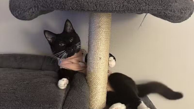 The Paws Clinic - Taylor,