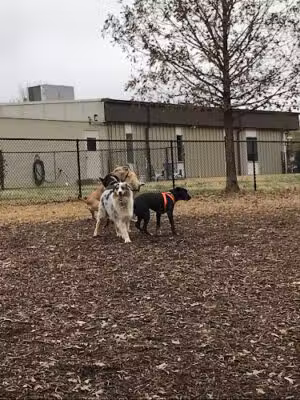 Pavilion Dog Park - Taylors, SC