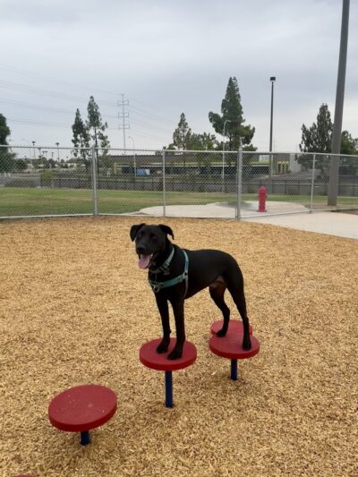 Kiwanis Dog Park - Tempe, AZ