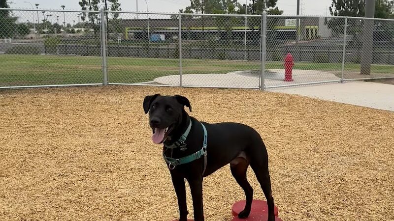 Kiwanis Dog Park - Tempe, AZ