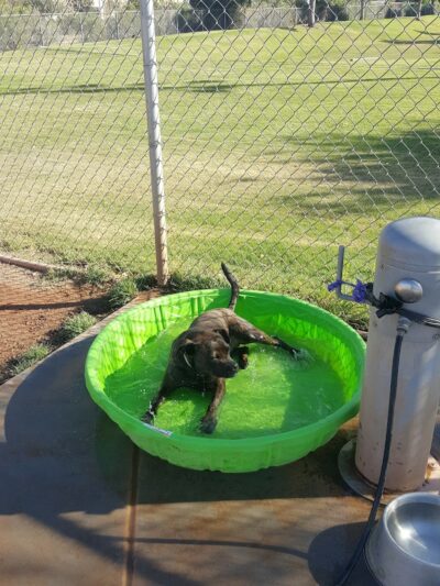 Tempe Sports Complex Dog Park - Tempe, AZ