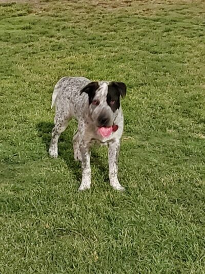Tempe Sports Complex Dog Park - Tempe, AZ