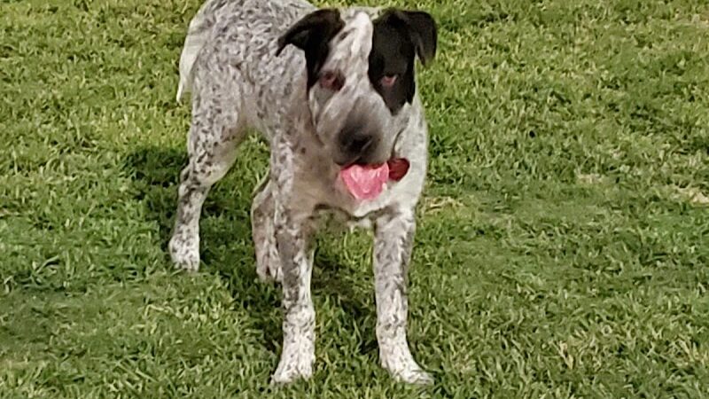 Tempe Sports Complex Dog Park - Tempe, AZ