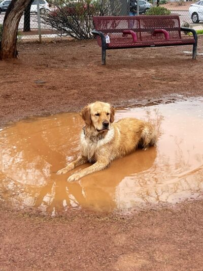 Tempe Sports Complex Dog Park - Tempe, AZ