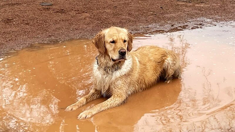 Tempe Sports Complex Dog Park - Tempe, AZ