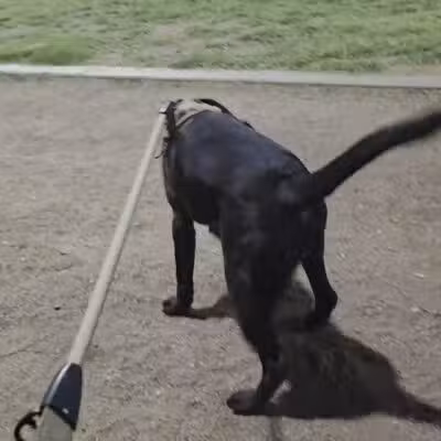 Tempe Sports Complex Dog Park - Tempe, AZ