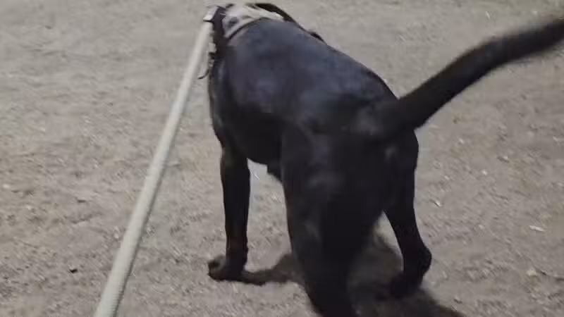 Tempe Sports Complex Dog Park - Tempe, AZ