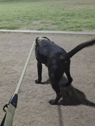 Tempe Sports Complex Dog Park - Tempe, AZ