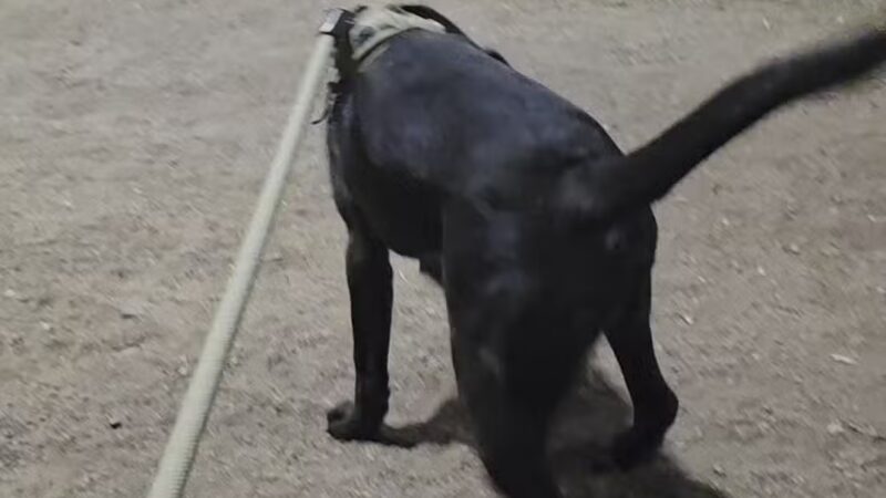 Tempe Sports Complex Dog Park - Tempe, AZ