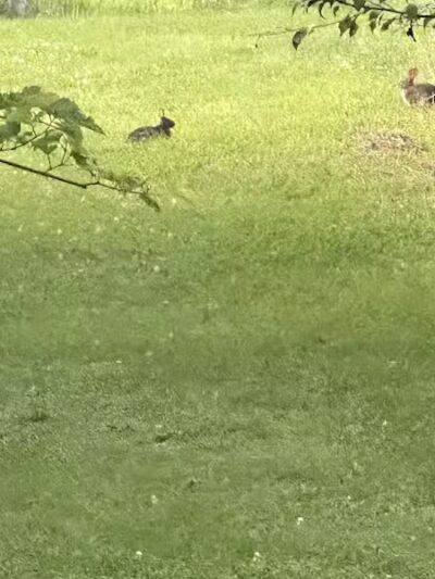 Ansted Park - Temperance,