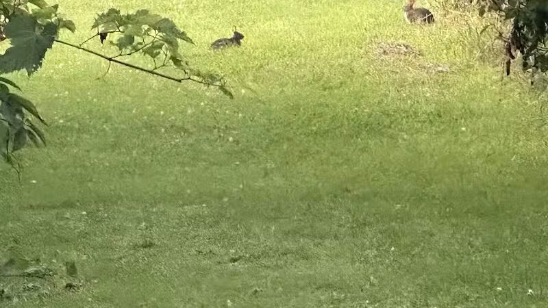 Ansted Park - Temperance,