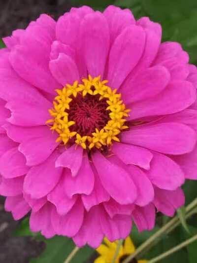 Ansted Park - Temperance,