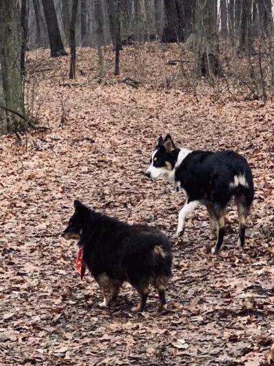 Ansted Park - Temperance,