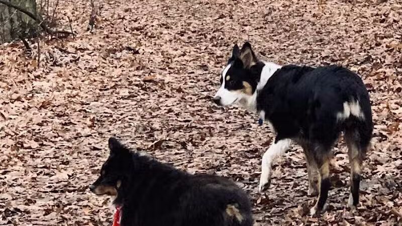 Ansted Park - Temperance,