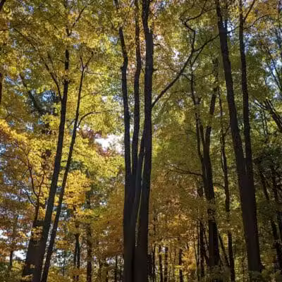 Ansted Park - Temperance,