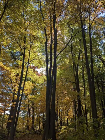 Ansted Park - Temperance,