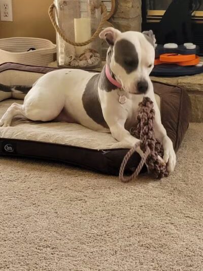 Bark of the Town - Temperance,