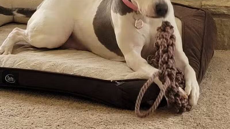 Bark of the Town - Temperance,