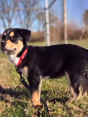 Carr Park - Temperance,