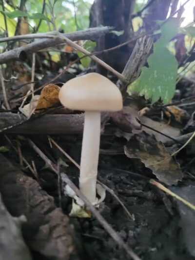 Vienna Park - Temperance,