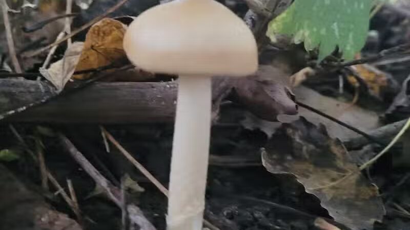 Vienna Park - Temperance,