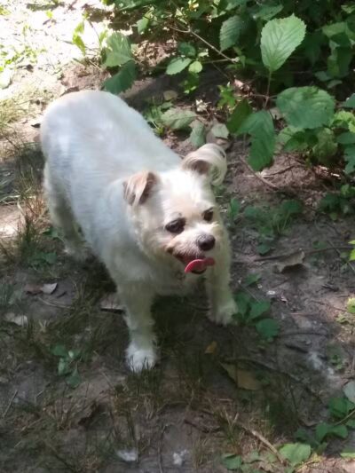 Vienna Park - Temperance,