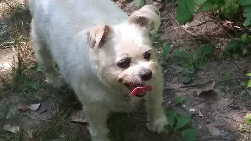 Vienna Park - Temperance,