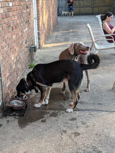 Tenafly Dog Park - Tenafly, NJ