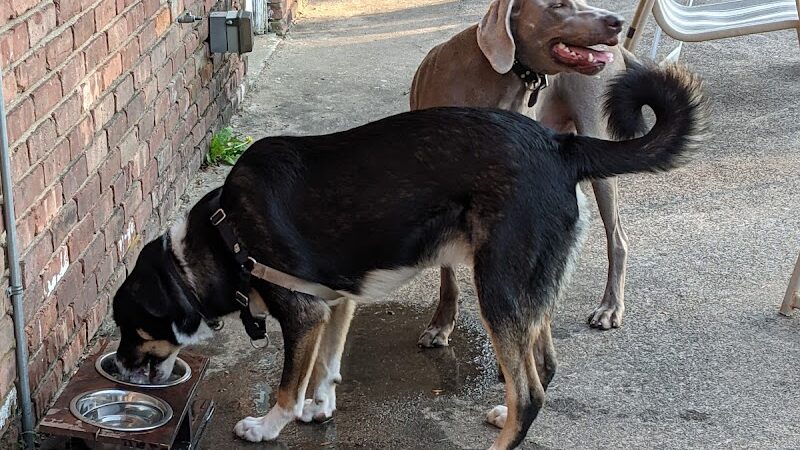 Tenafly Dog Park - Tenafly, NJ