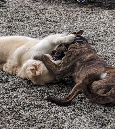 Tenafly Dog Park - Tenafly, NJ