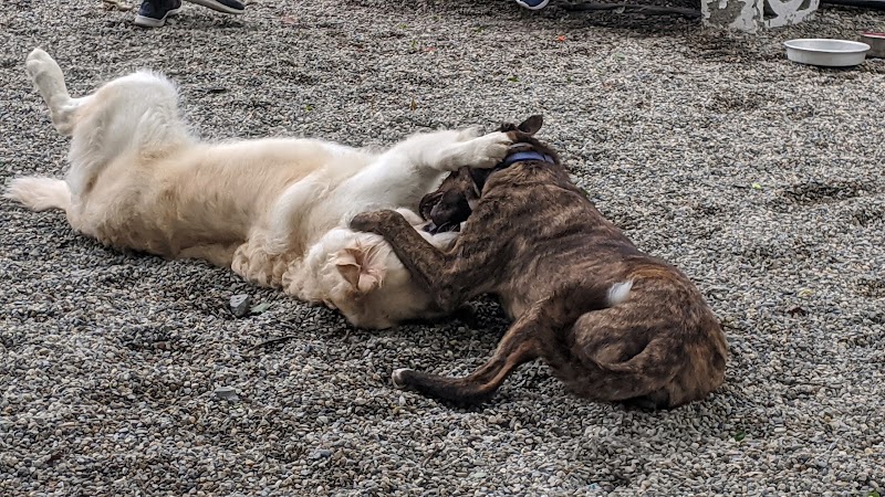 Tenafly Dog Park - Tenafly, NJ