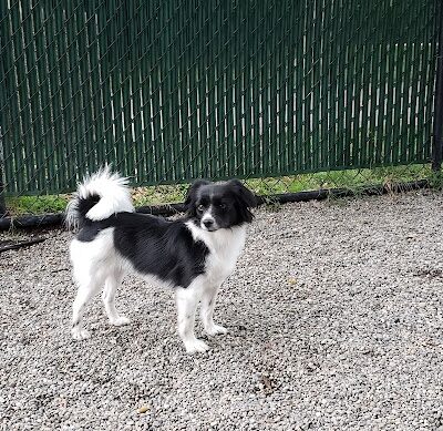 Tenafly Dog Park - Tenafly, NJ