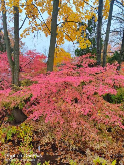 Tenafly Dog Park - Tenafly, NJ