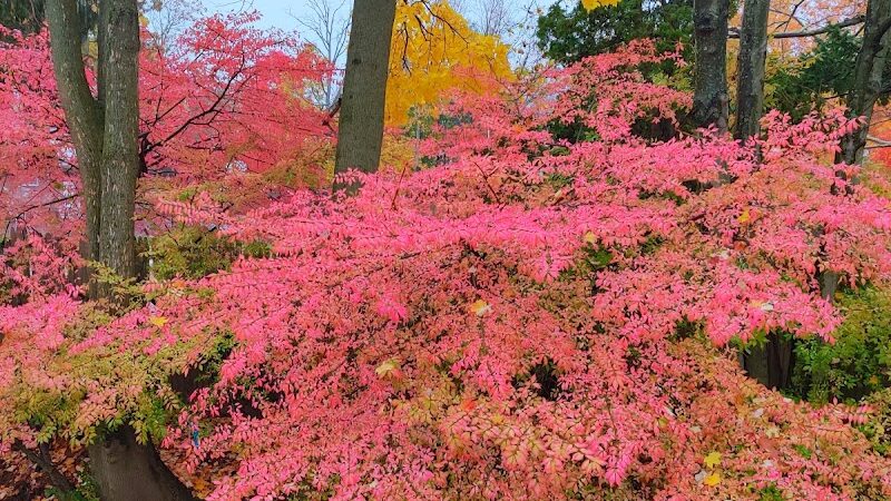 Tenafly Dog Park - Tenafly, NJ