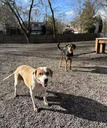 Tenafly Dog Park - Tenafly, NJ