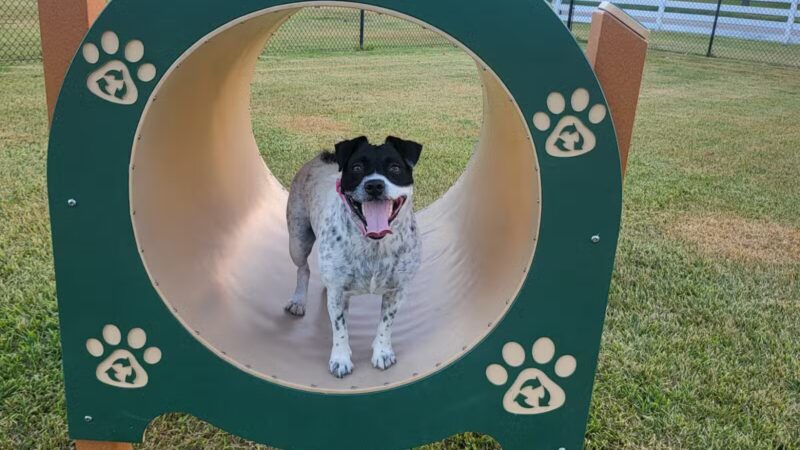Texas City Dog Park - Texas City, TX
