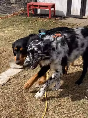 The Town of North Attleborough Dog Park - ,