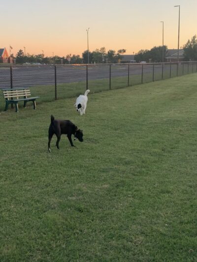Duffys Dog Park - The Village, OK