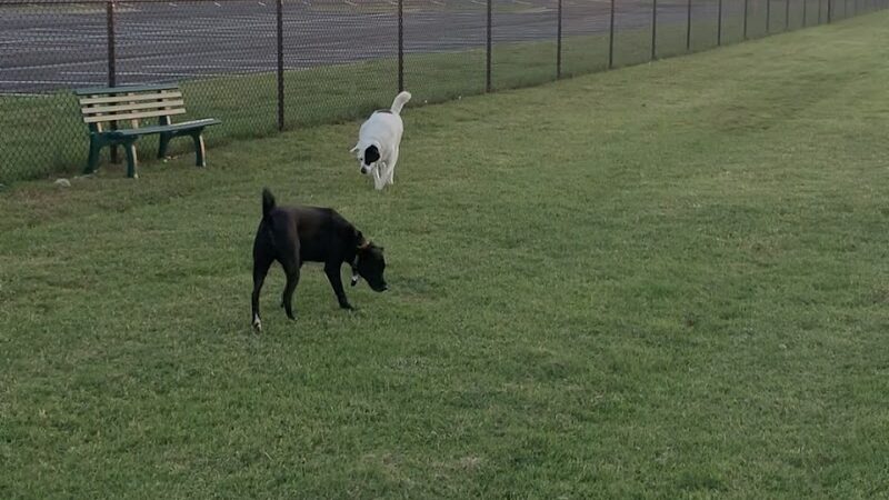 Duffys Dog Park - The Village, OK