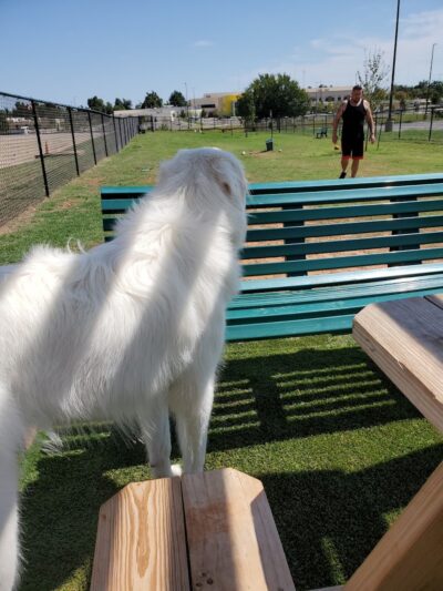 Duffys Dog Park - The Village, OK