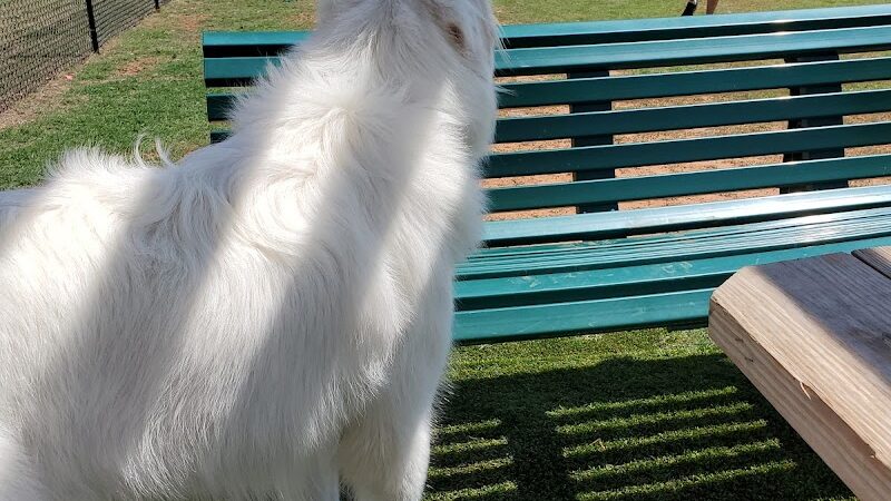 Duffys Dog Park - The Village, OK