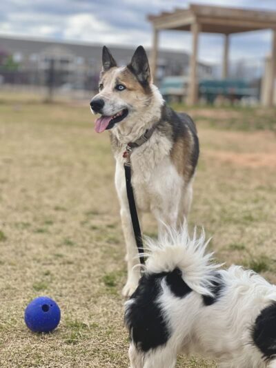 Duffys Dog Park - The Village, OK