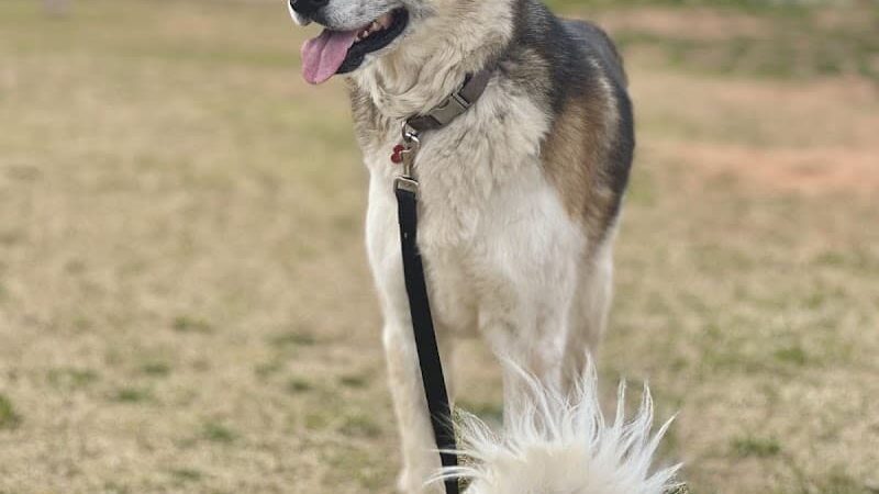 Duffys Dog Park - The Village, OK