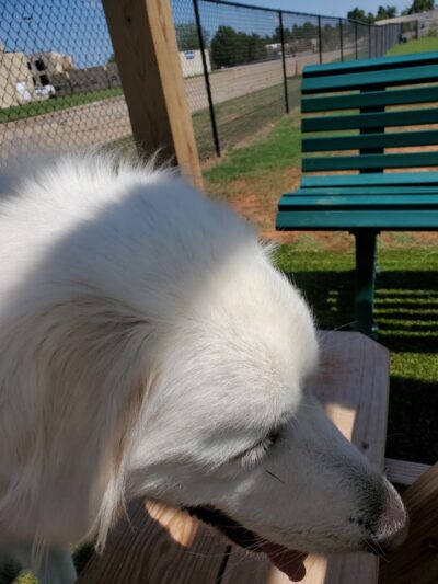 Duffys Dog Park - The Village, OK