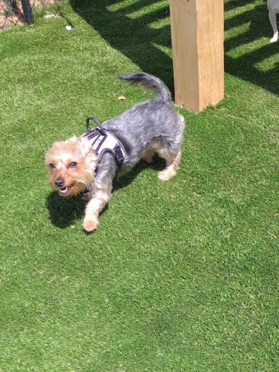 Duffys Dog Park - The Village, OK